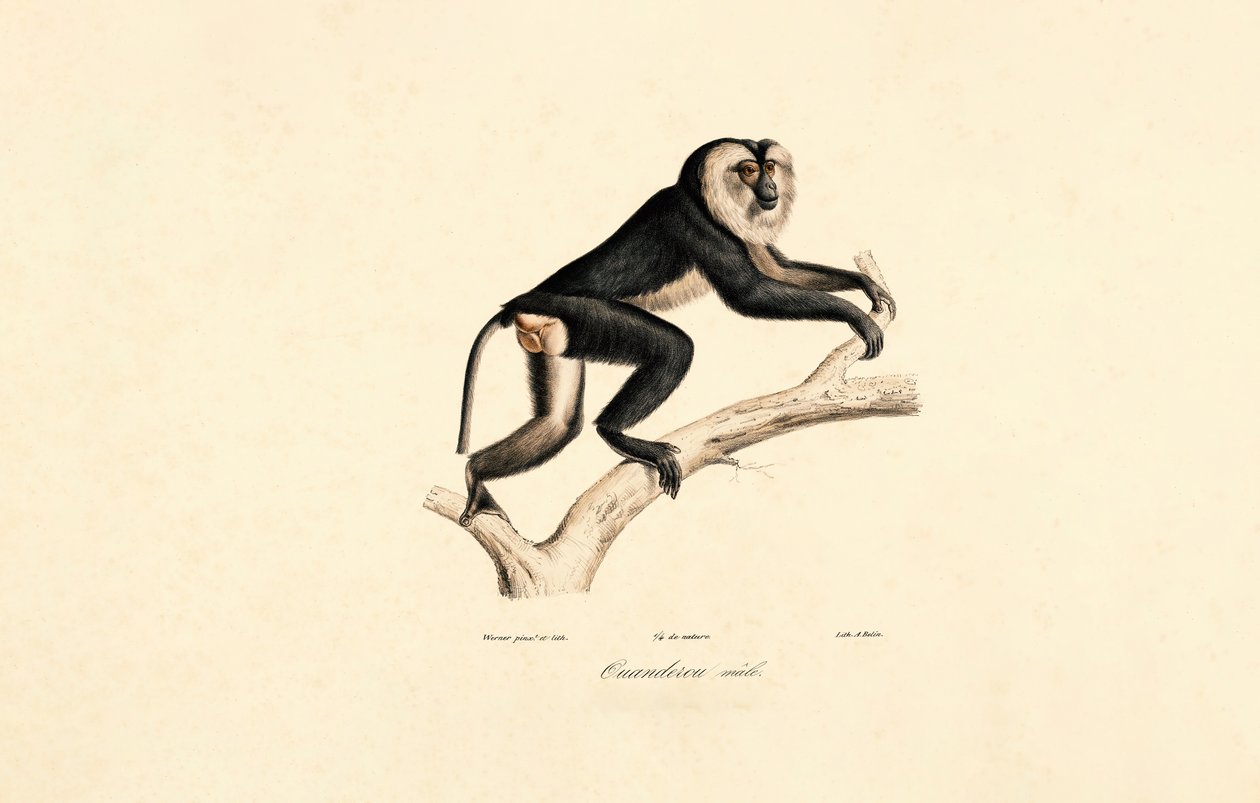 Mangabey de cuello blanco (macho) de Jacques Christophe Werner