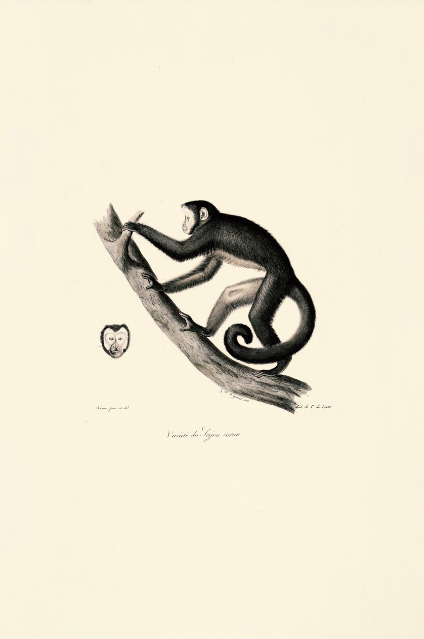 Mono araña de frente blanca de Jacques Christophe Werner