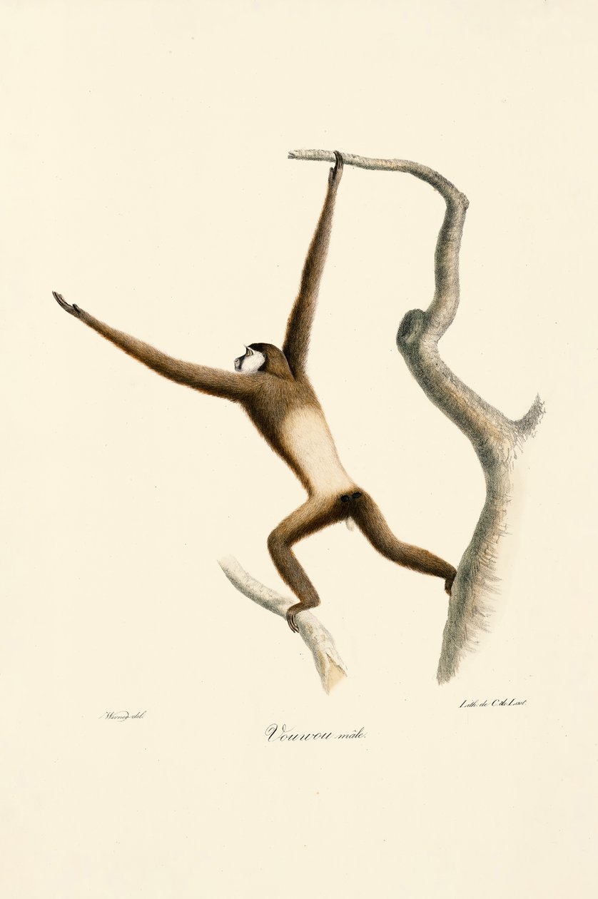 Gibón de manos blancas (Hylobates lar) de Jacques Christophe Werner