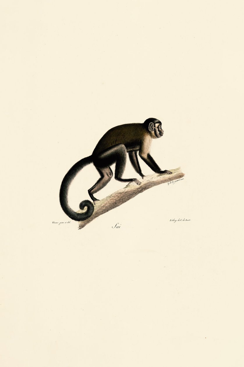 Capuchino cabeciblanco de Jacques Christophe Werner