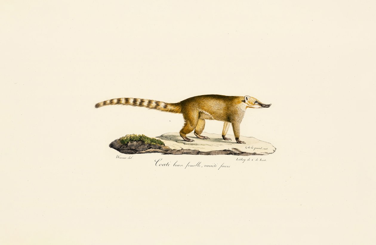 Coati de nariz blanca (hembra, variante más clara) de Jacques Christophe Werner