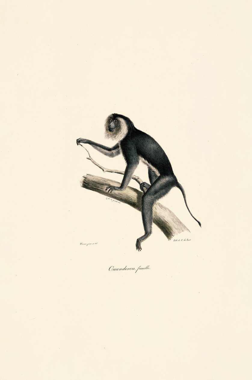 Tití de hombros blancos (hembra) de Jacques Christophe Werner