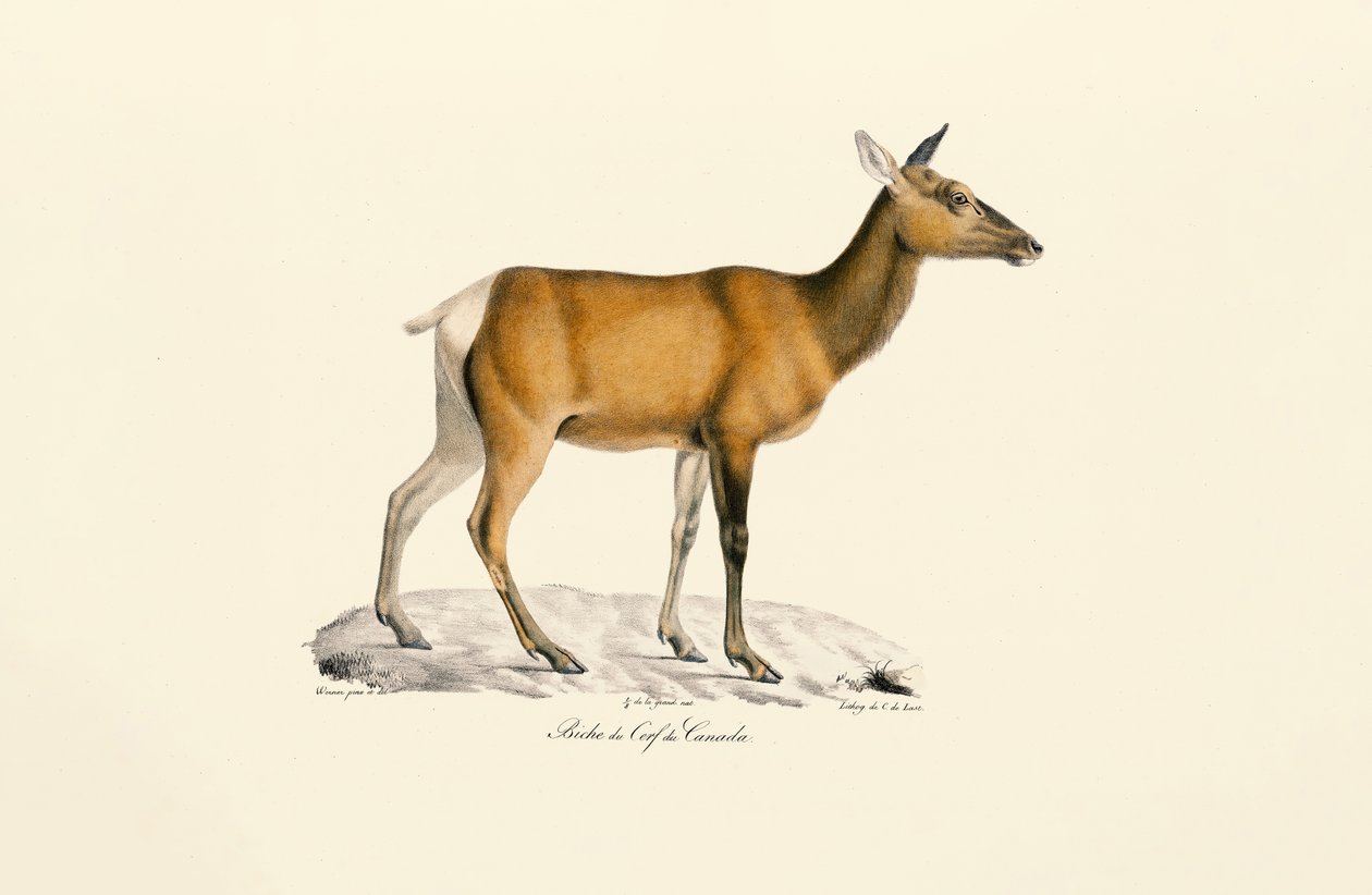 Venado de cola blanca - Hembra de Jacques Christophe Werner