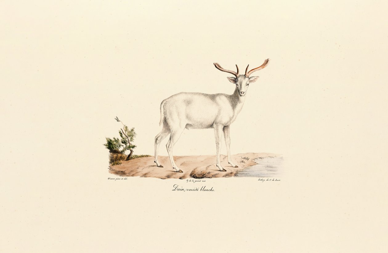 Variante de gamo blanco de Jacques Christophe Werner
