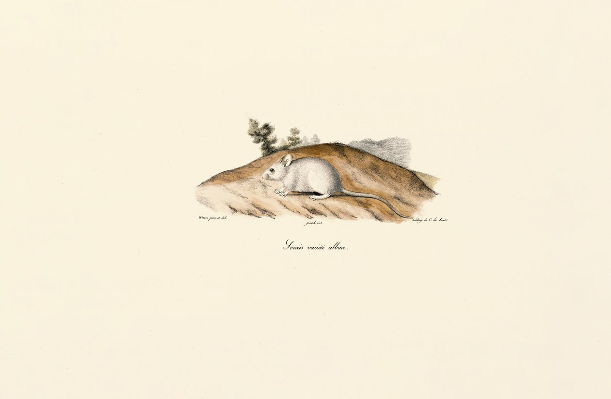 Jerboa blanco (ratón albino) de Jacques Christophe Werner