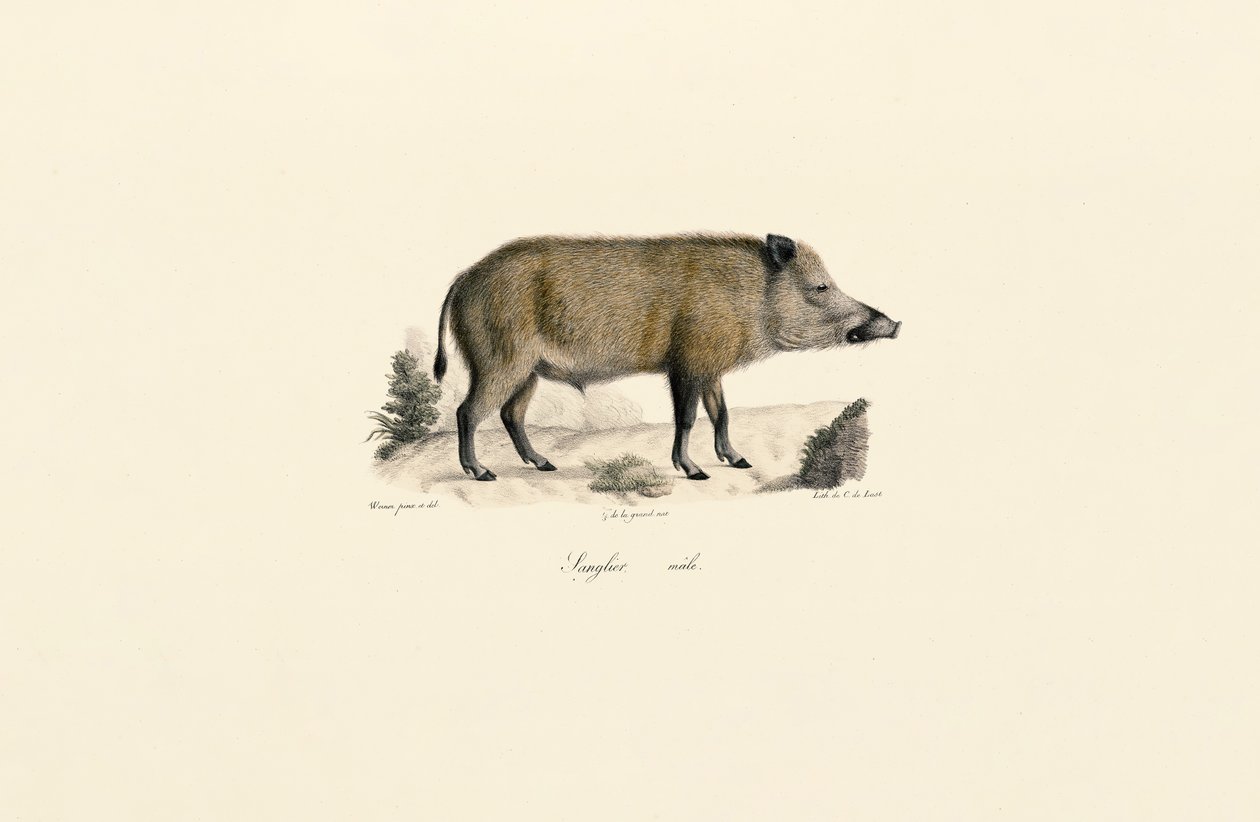 Jabalí de Jacques Christophe Werner