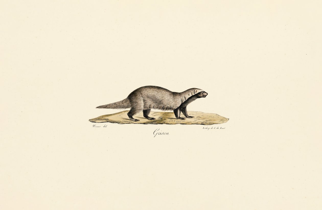 Lobezno de Jacques Christophe Werner