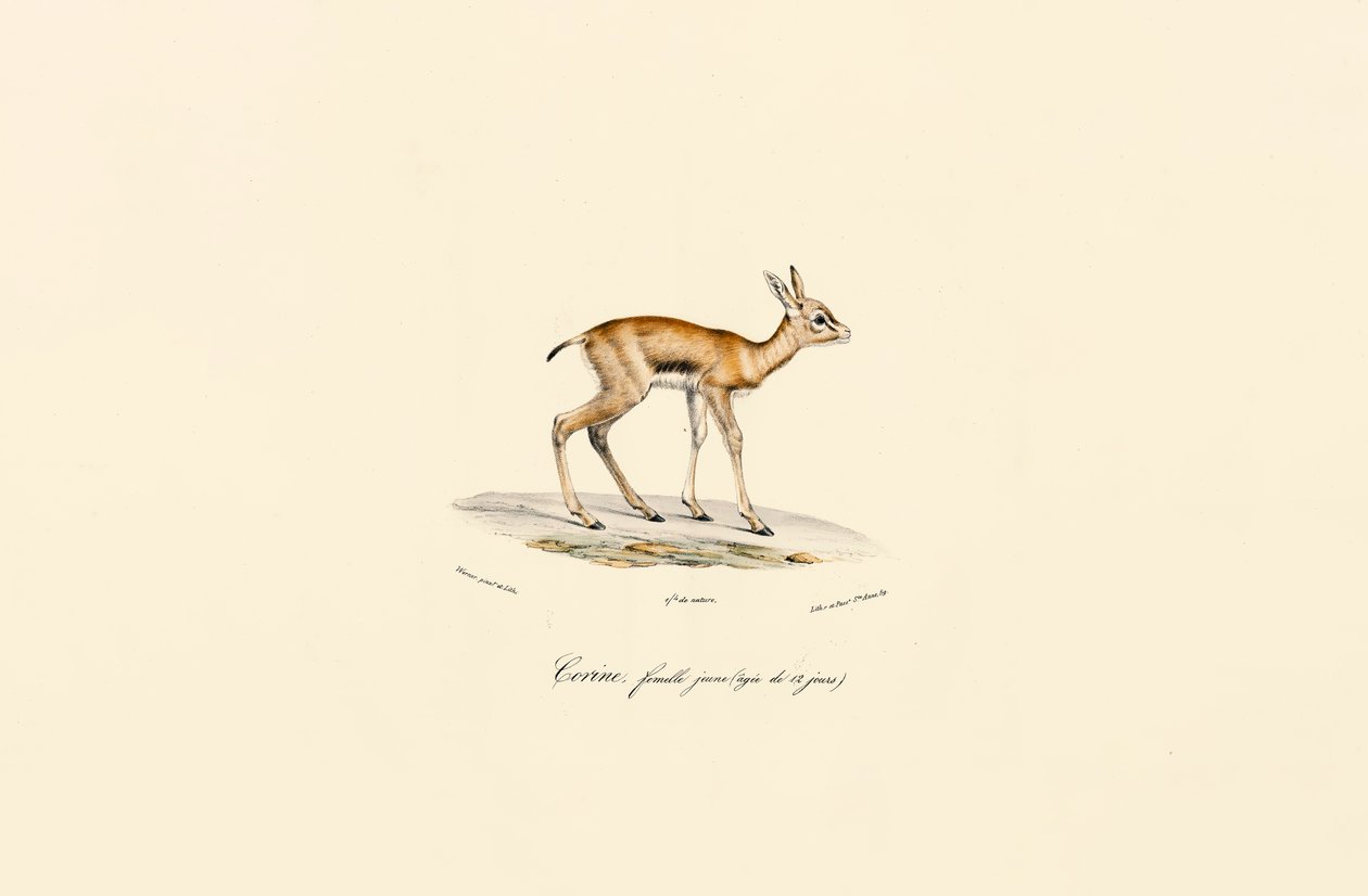 Hembra joven de antílope negro de Jacques Christophe Werner