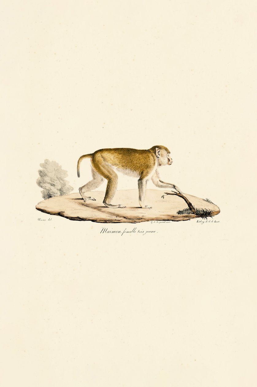 Hembra joven de mono nocturno de Jacques Christophe Werner