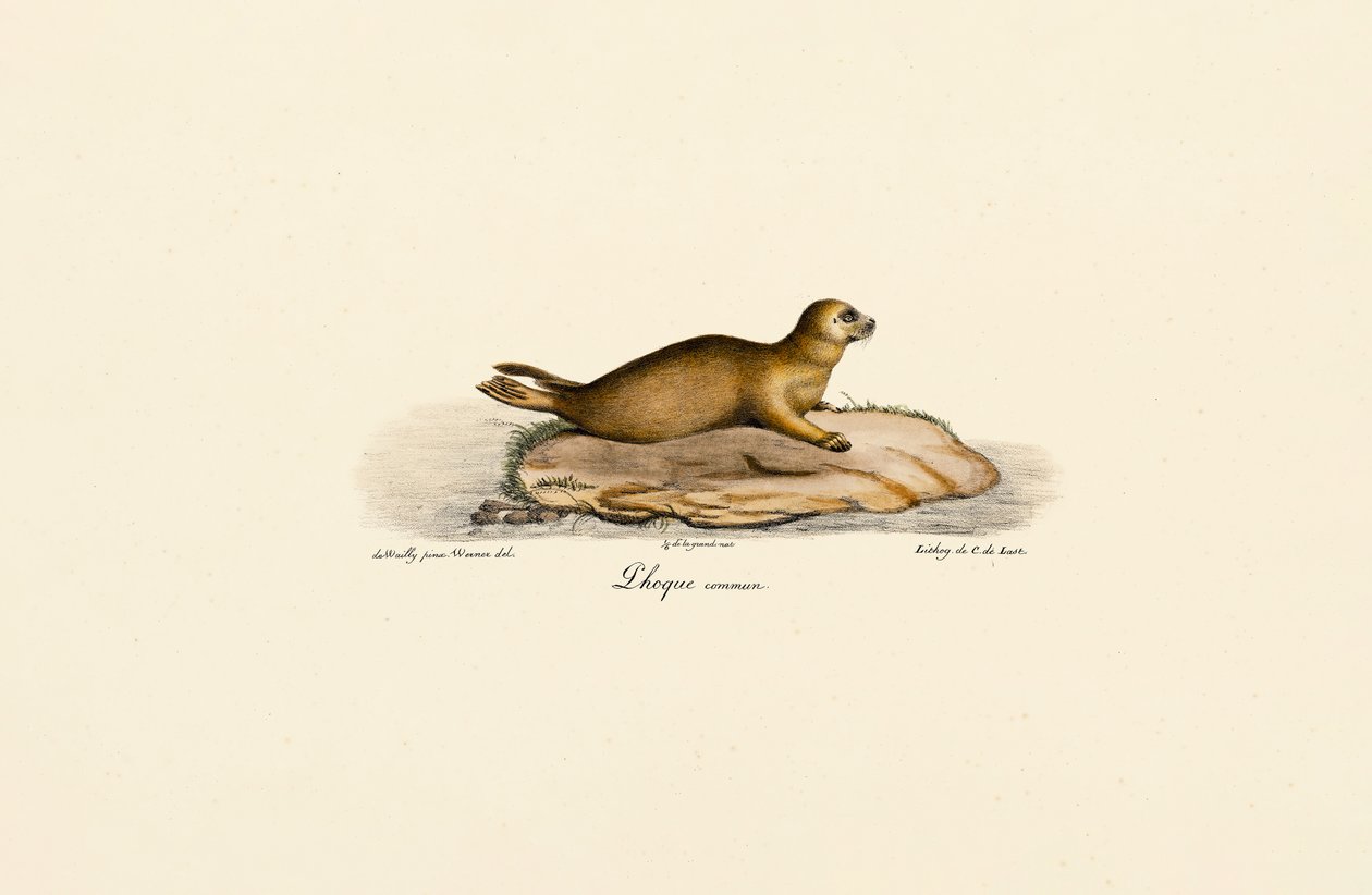 Foca común joven de Jacques Christophe Werner