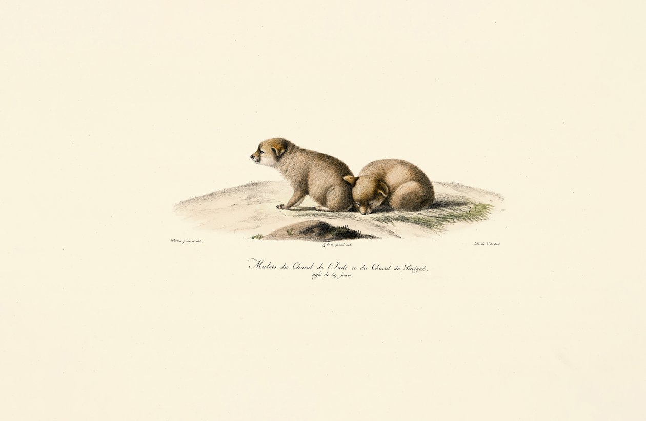 Chacales jóvenes de la India y Senegal de Jacques Christophe Werner