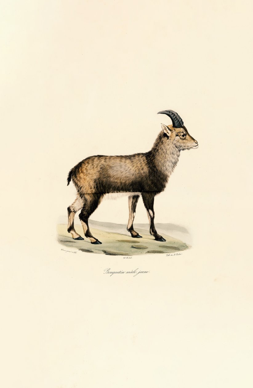  de Jacques Christophe Werner