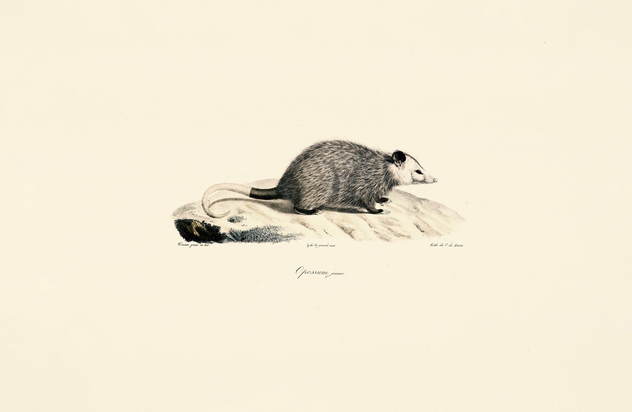 Zarigüeya joven de Jacques Christophe Werner