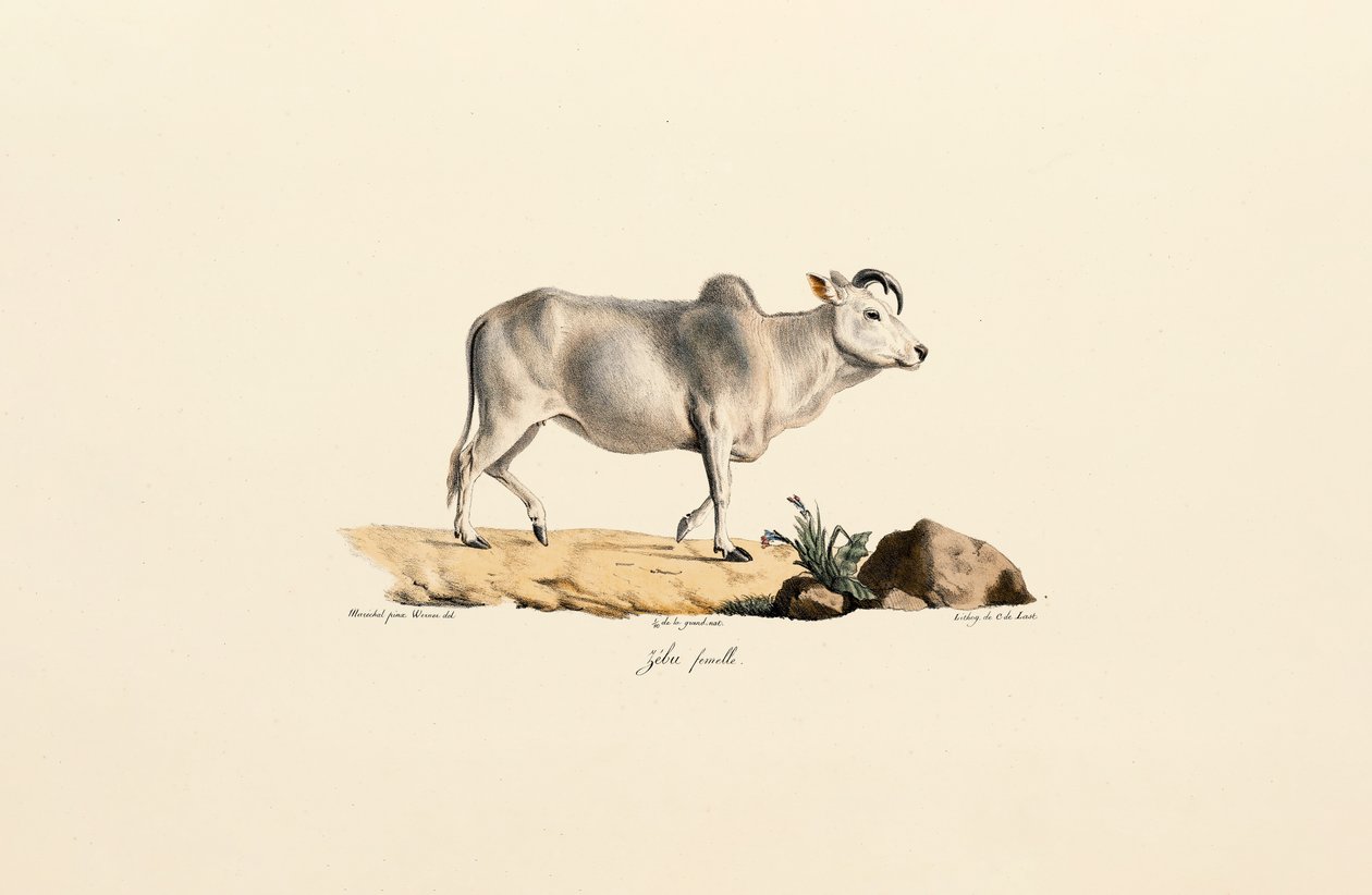 Cebú Hembra de Jacques Christophe Werner