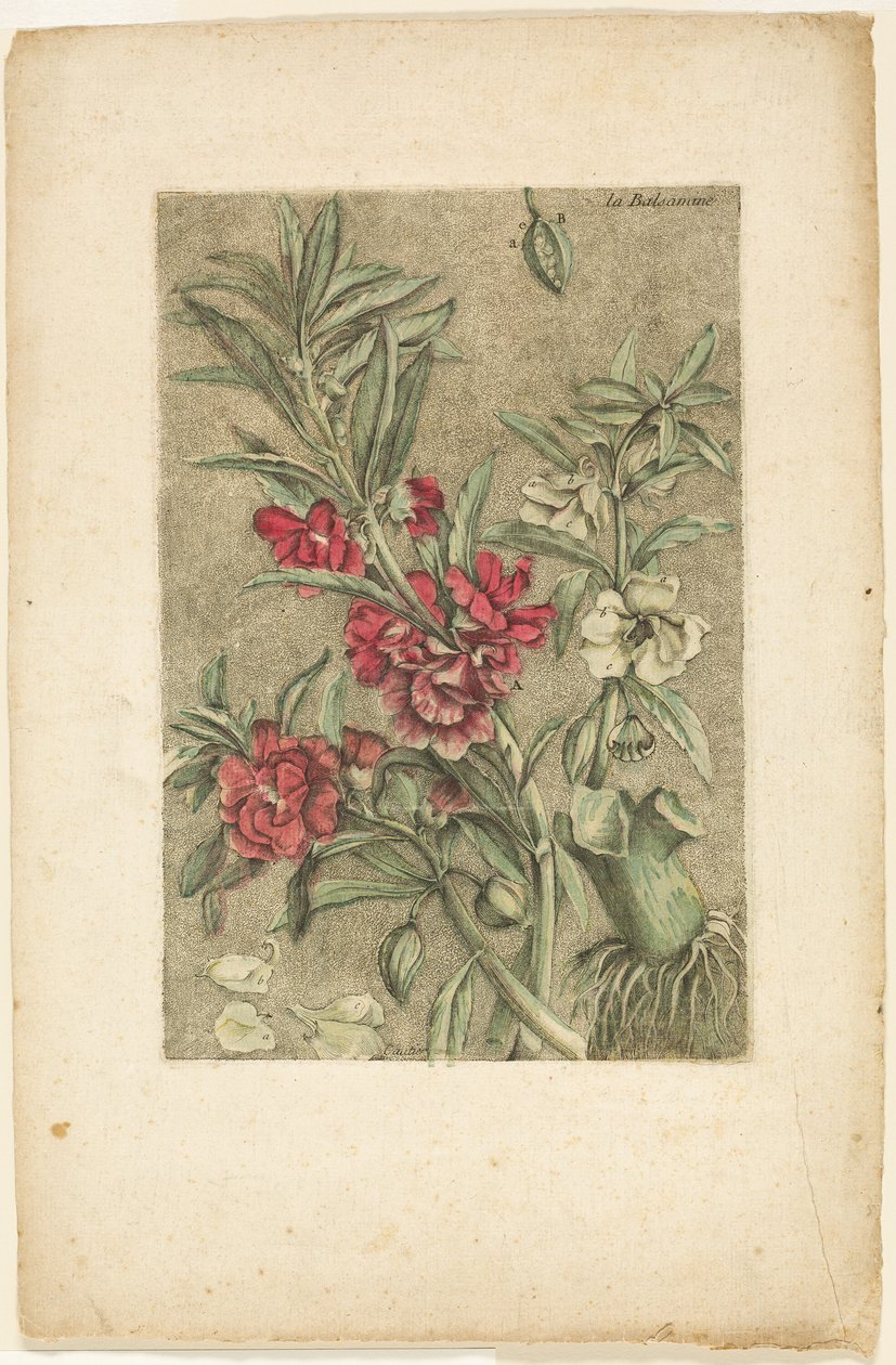 Impatiens, de Collection des plantes usuelles, curieuses, et étrangères de Jacques Fabien Gautier d