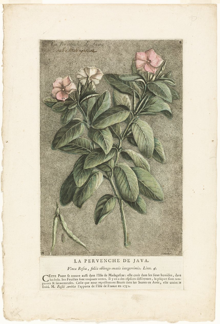 El bígaro de Java, de la Colección de plantas usuales, curiosas y extranjeras de Jacques Fabien Gautier d