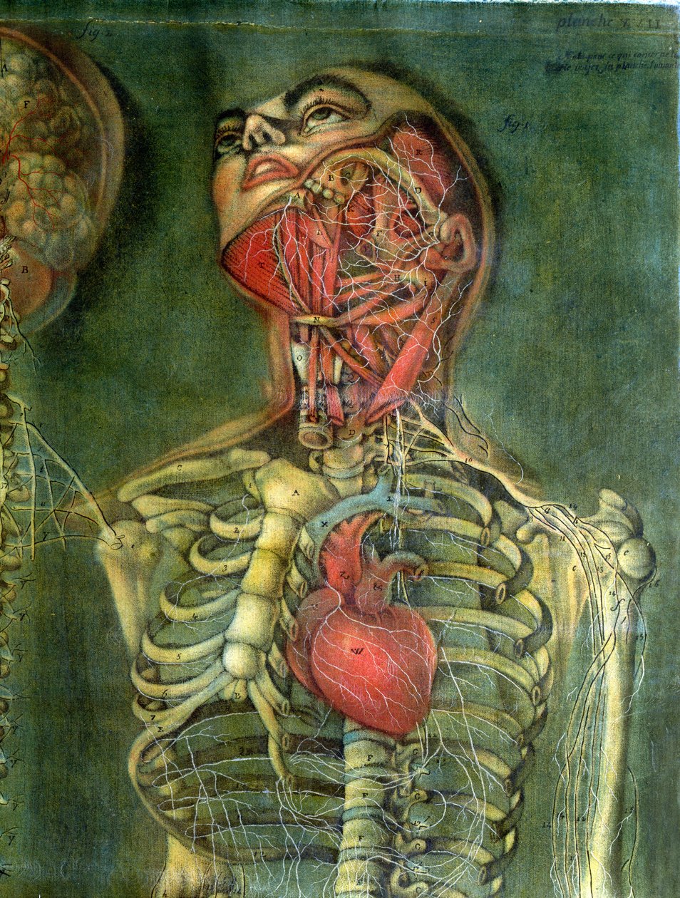 Garganta y corazón, lámina de 