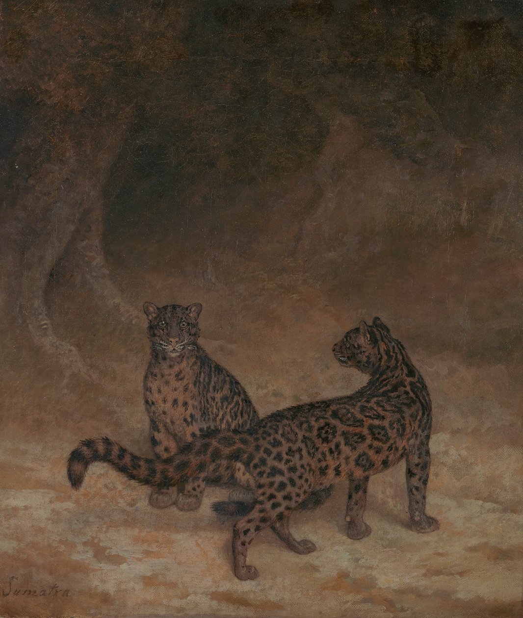 Leopardos nubosos de Jacques Laurent Agasse