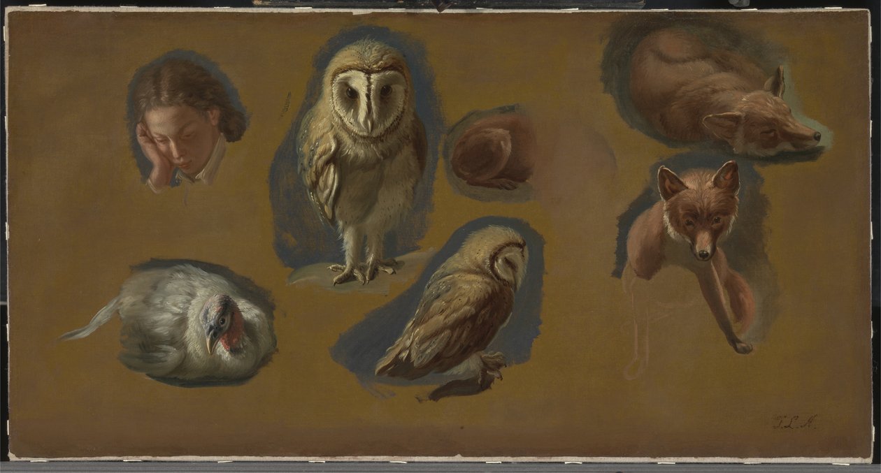 Estudios de un Zorro, una Lechuza, una Pava y la Cabeza de un Joven de Jacques Laurent Agasse