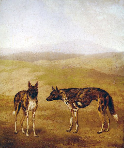 Dos perros de caza africanos de Jacques Laurent Agasse