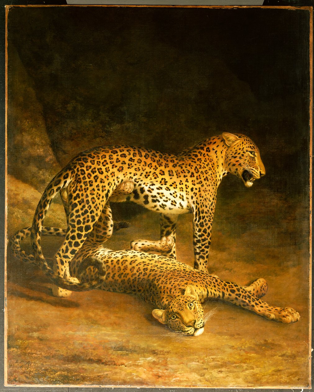 Dos leopardos acostados en el Exeter Exchange, 1808 de Jacques Laurent Agasse