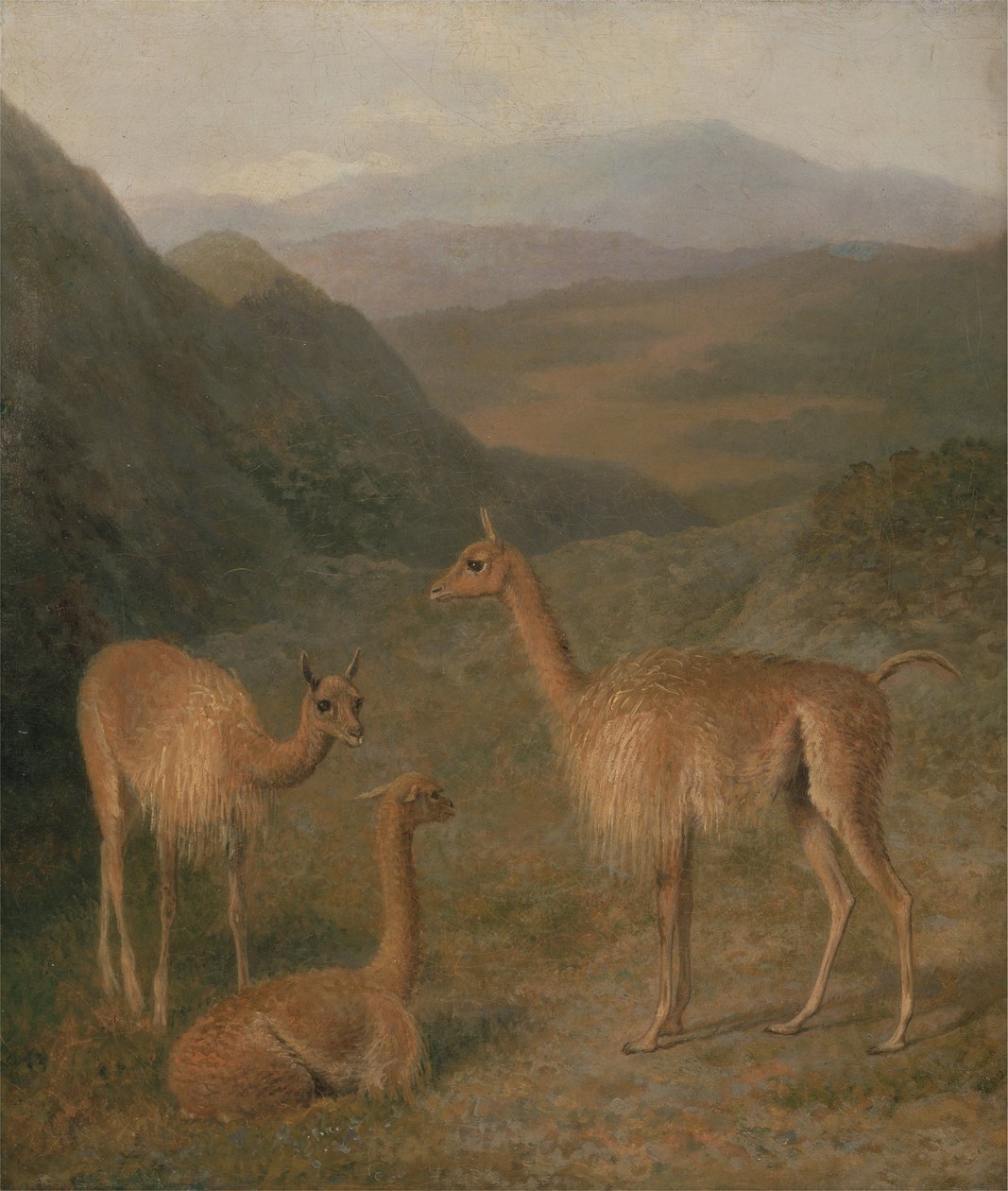 Vicuñas de Jacques Laurent Agasse