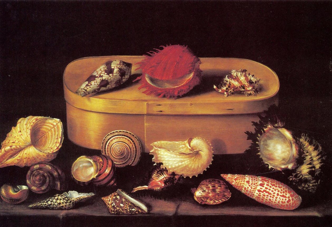 Naturaleza muerta con conchas de Jacques Linard