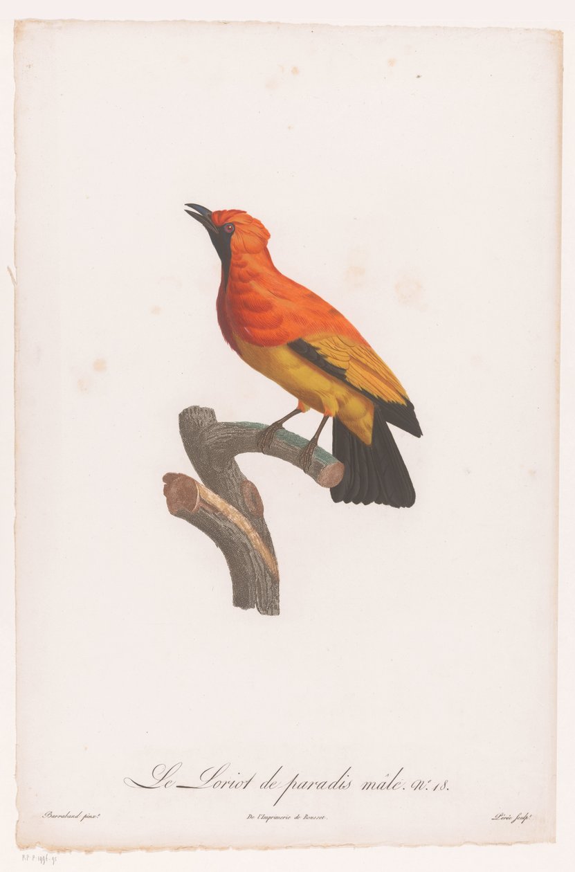 Bowerbird de cara negra en una rama Le Loriot de paradis male No 18 (título sobre objeto) de Jacques Louis Perée