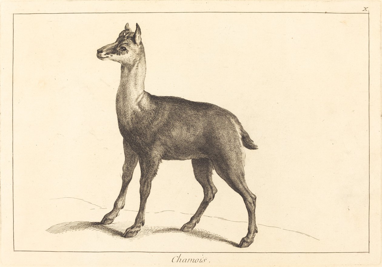 Gamuza de Jacques Philippe Le Bas and Jean Eric Rehn after Jean Baptiste Oudry
