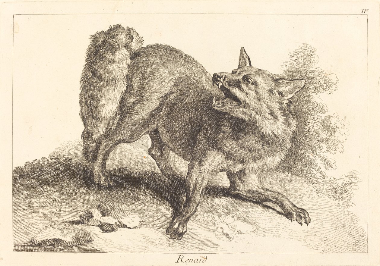 Zorro de Jacques Philippe Le Bas and Jean Eric Rehn after Jean Baptiste Oudry