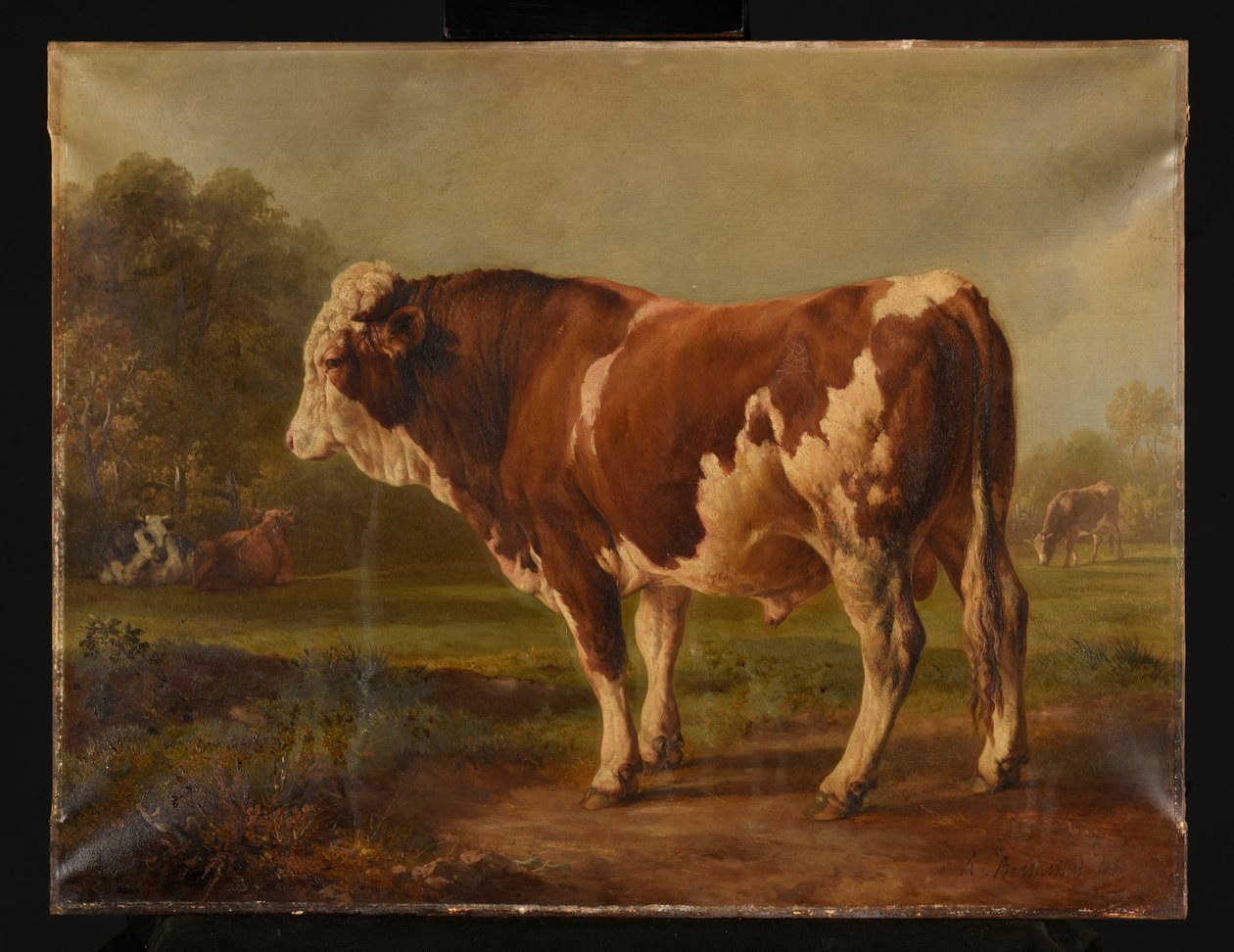 Toro joven de Jacques Raymond Brascassat