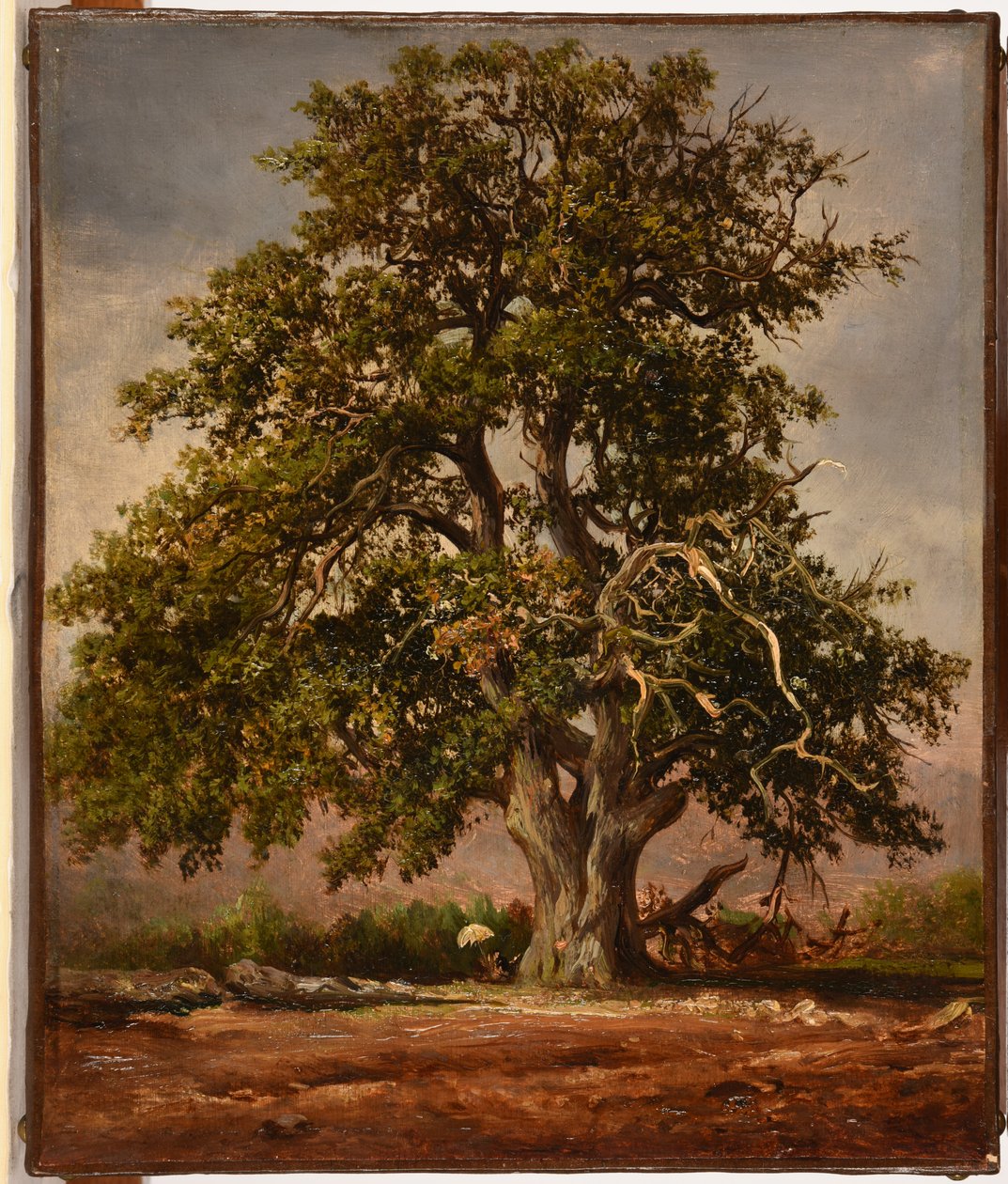 Le Vieux chêne de Jacques Raymond Brascassat