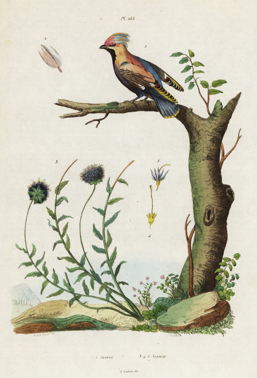 El ala de cera de Bohemia y el bocado de oveja. de Jacques Reyne Isidore Acarie Baron
