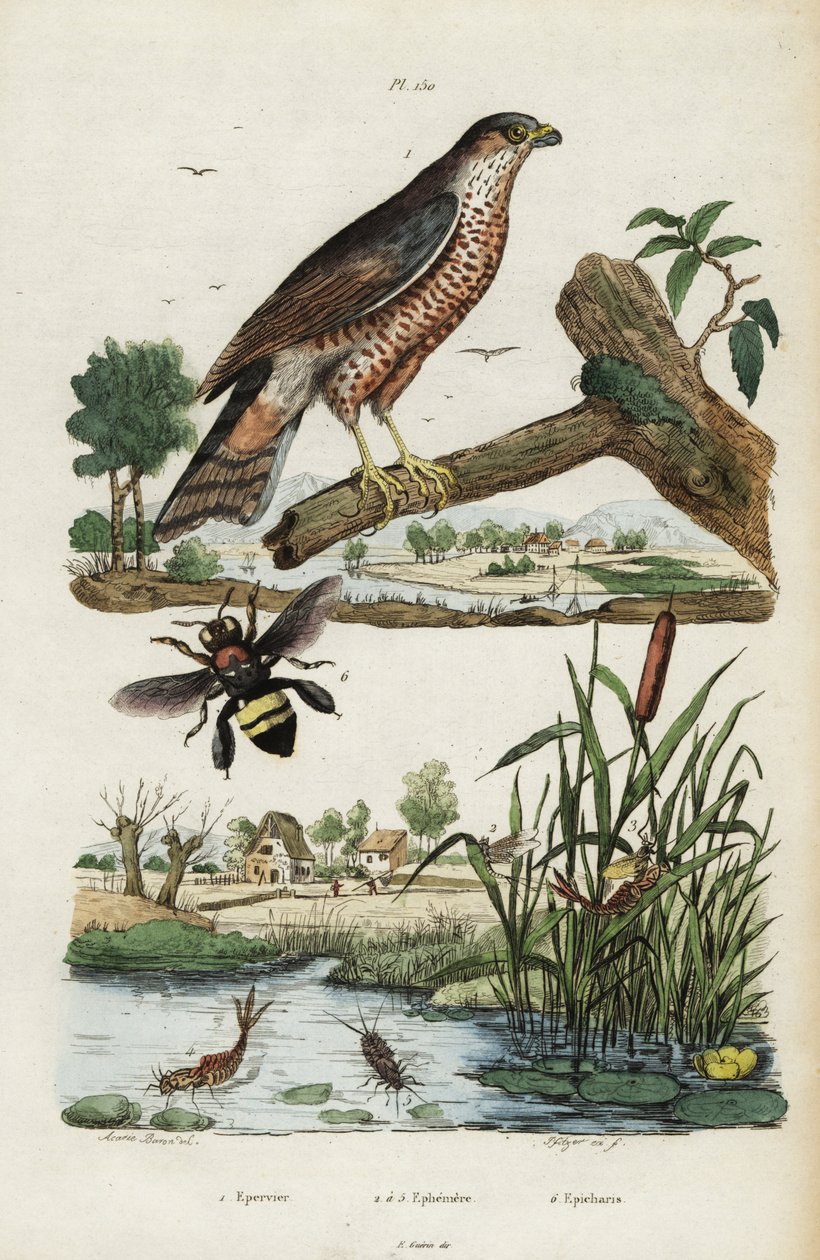 Gavilán, mosca de mayo y abeja.,1834-1839 (grabado) de Jacques Reyne Isidore Acarie Baron