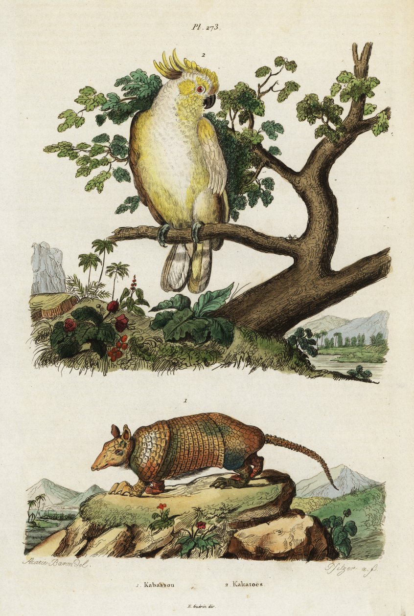 Cacatúa de cresta amarilla y armadillo. de Jacques Reyne Isidore Acarie Baron