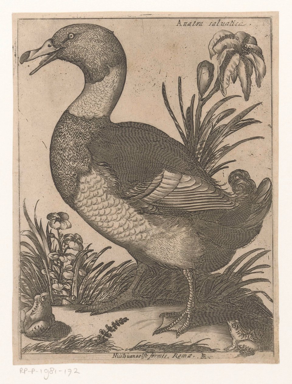 un re Anatra Saluatica (título sobre objeto) Nine Birds (título de la serie) de Jacques de Fornazeris