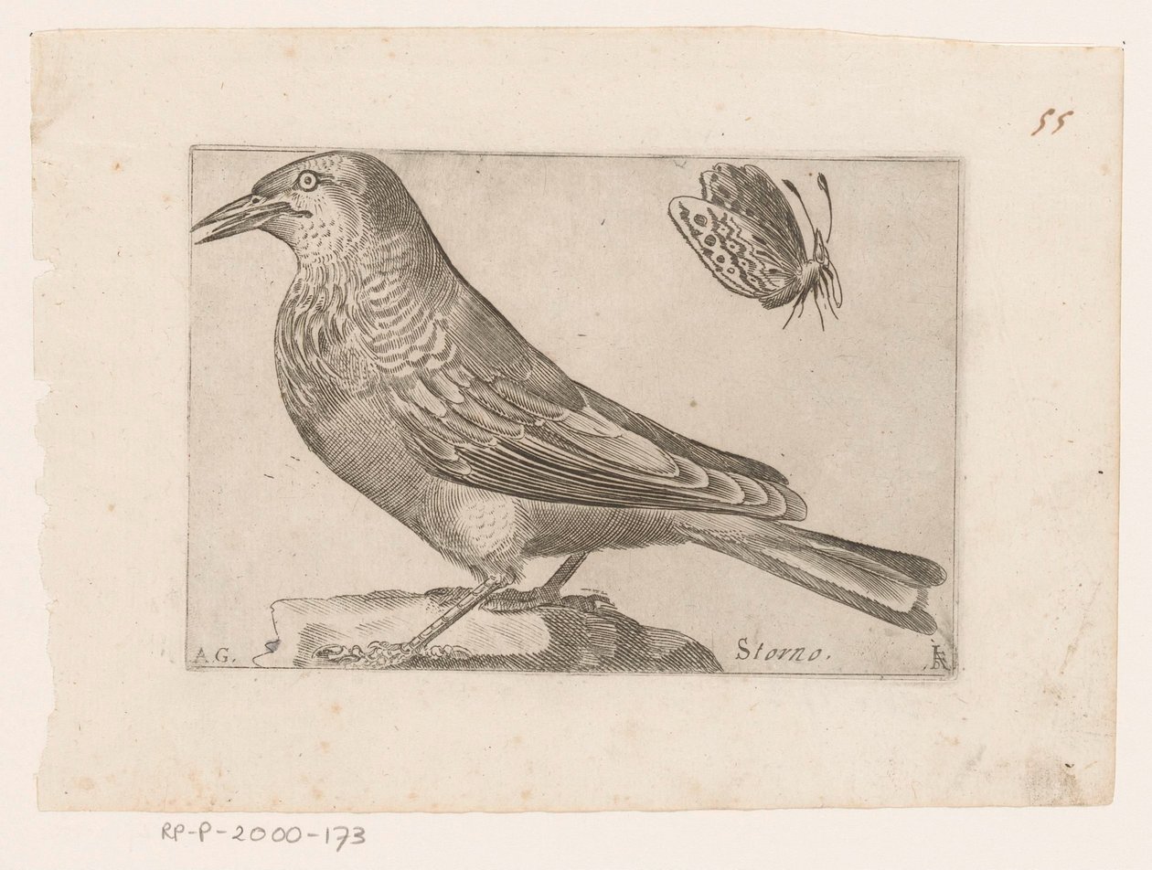 Estornino (Sturnus vulgaris) Storno (título sobre el objeto) Pájaros (título de la serie) de Jacques de Fornazeris