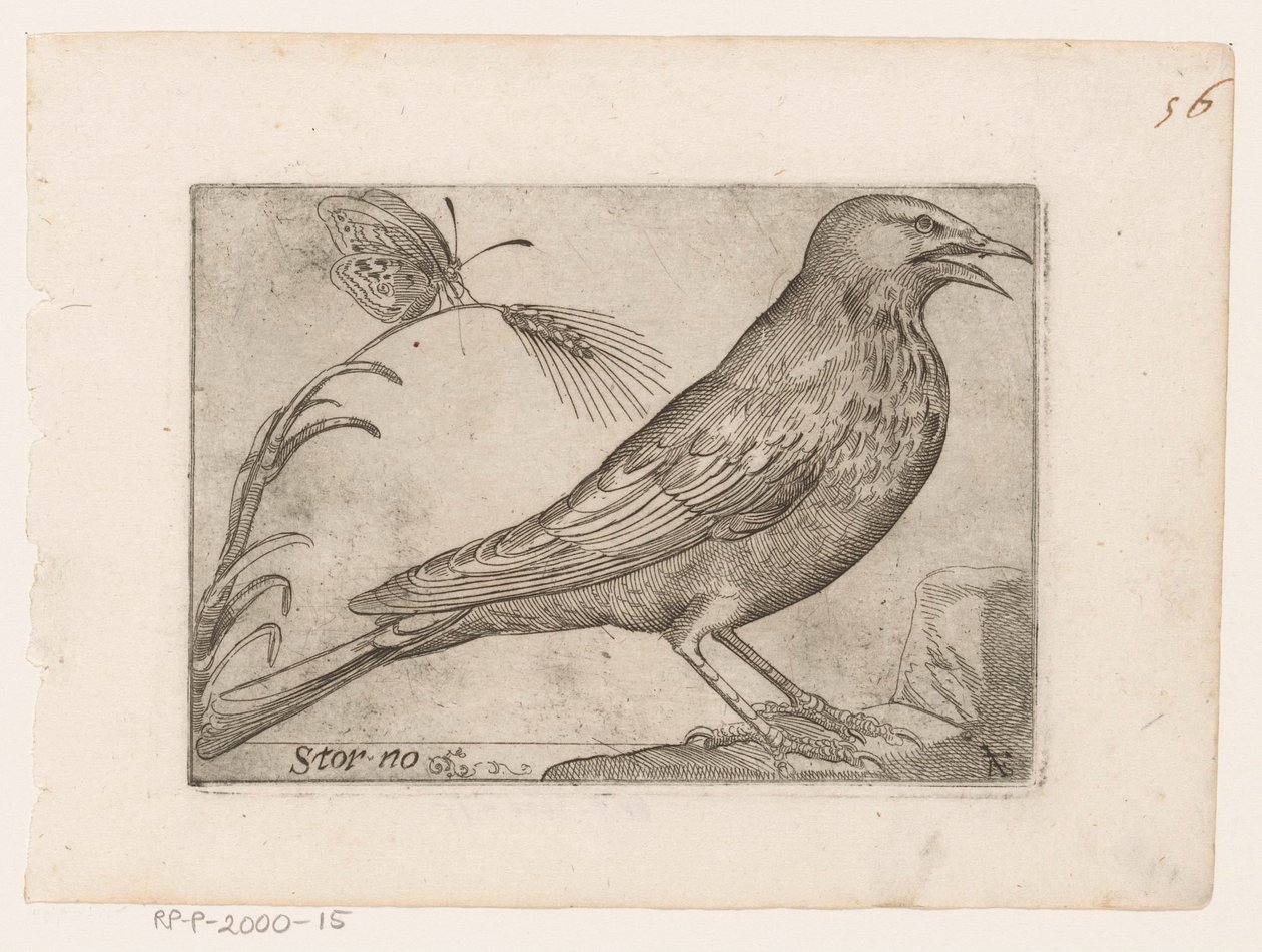 Estornino (Sturnus vulgaris) Storno (título sobre el objeto) Pájaros (título de la serie) de Jacques de Fornazeris