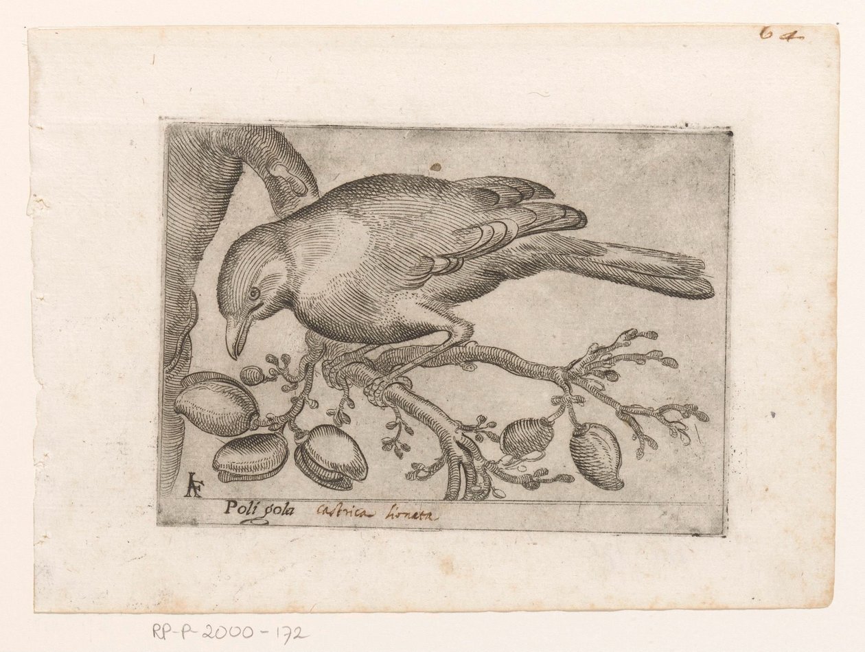 Vogel Poli gola (título sobre objeto) Vogels (título de la serie) de Jacques de Fornazeris