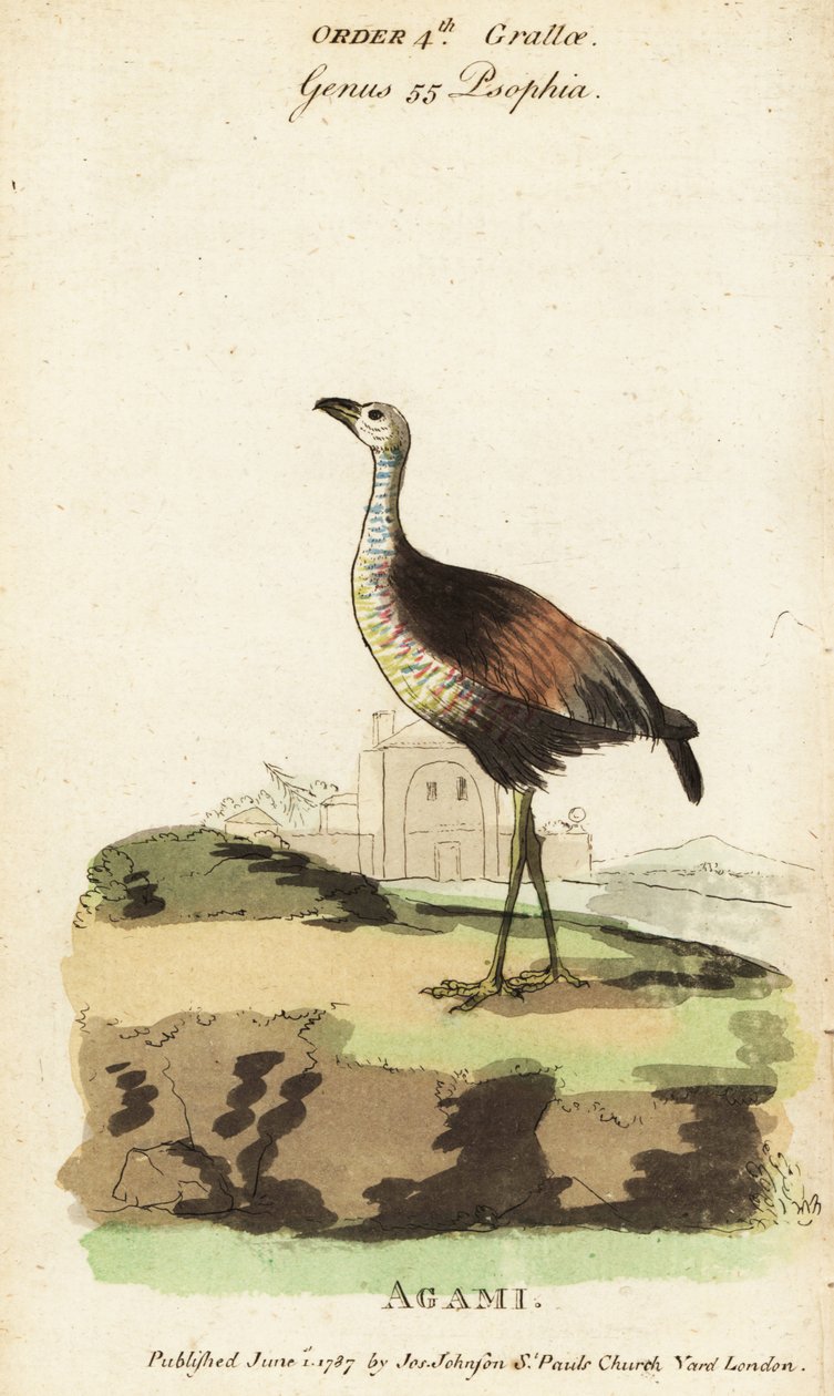 Garza agami, Agamia agami de Jacques de Seve