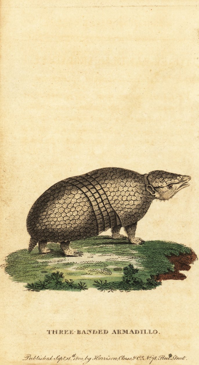 Armadillo brasileño de tres bandas, Tolypeutes tricinctus,1800 (grabado) de Jacques de Seve