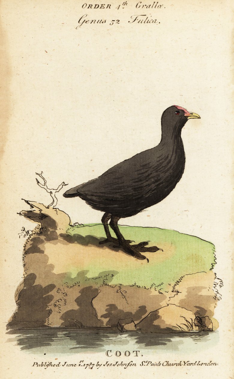 Focha común, Fulica atra de Jacques de Seve