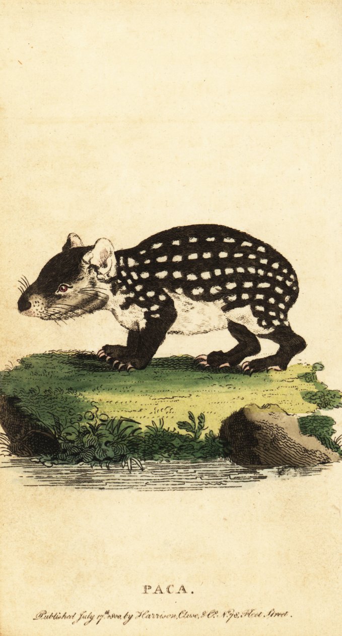 Paca de las tierras bajas o paca manchada, Cuniculus paca.,1800 (grabado) de Jacques de Seve