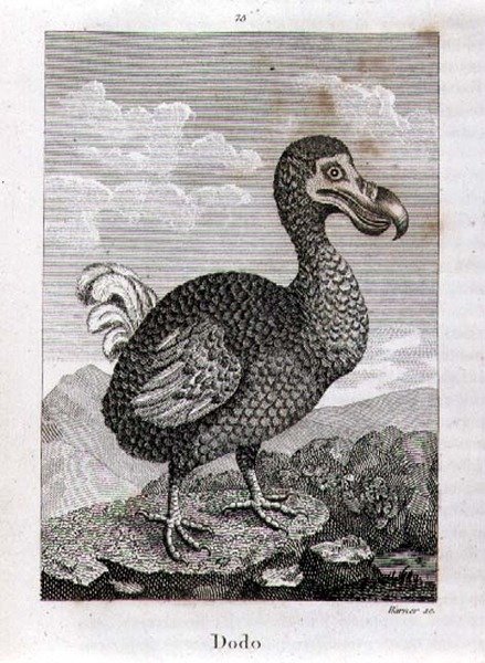 El Dodo, de 