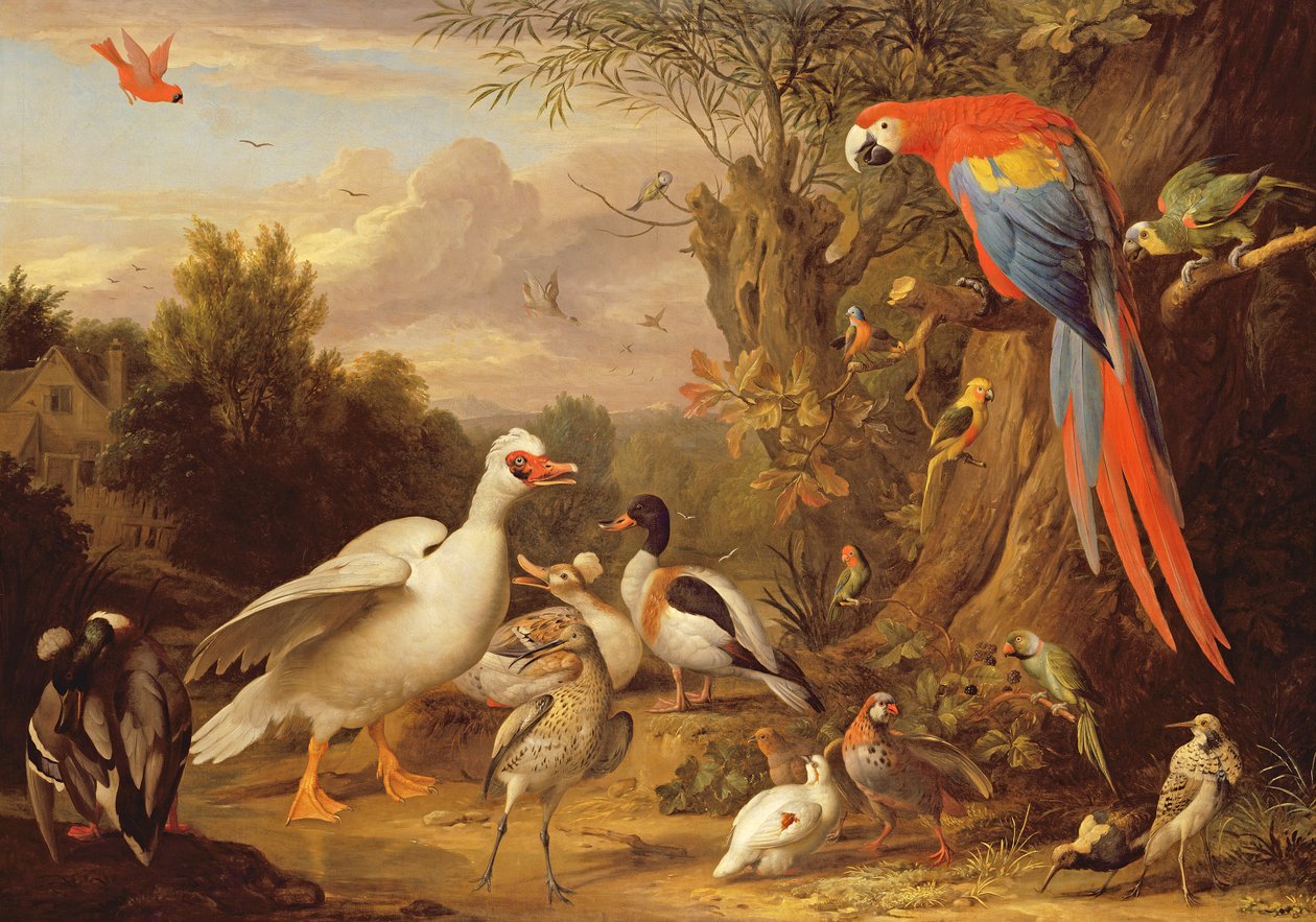 Un guacamayo, patos, loros y otras aves en un paisaje, c.1708-10 de Jakob Bogdani or Bogdany