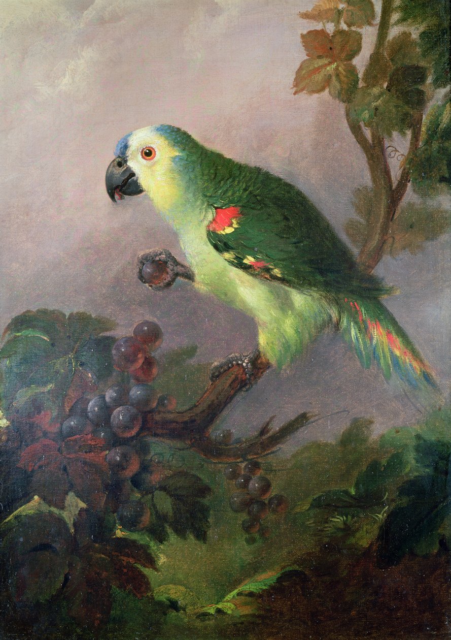 Un loro de Jakob Bogdani or Bogdany