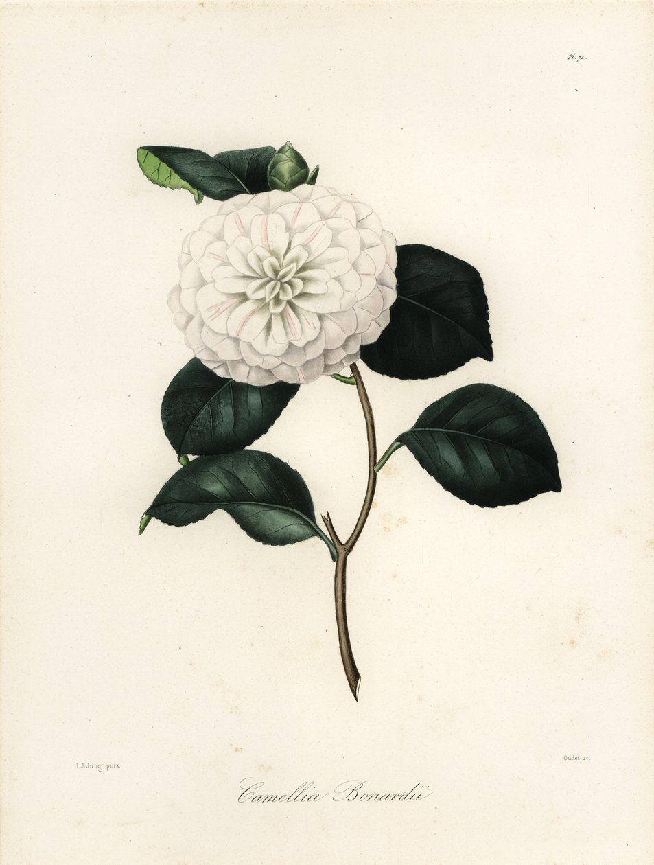 Variedad de Camellia japonica, Camellia bonardii o Camellia bonnardii de Jakob (after) Jung