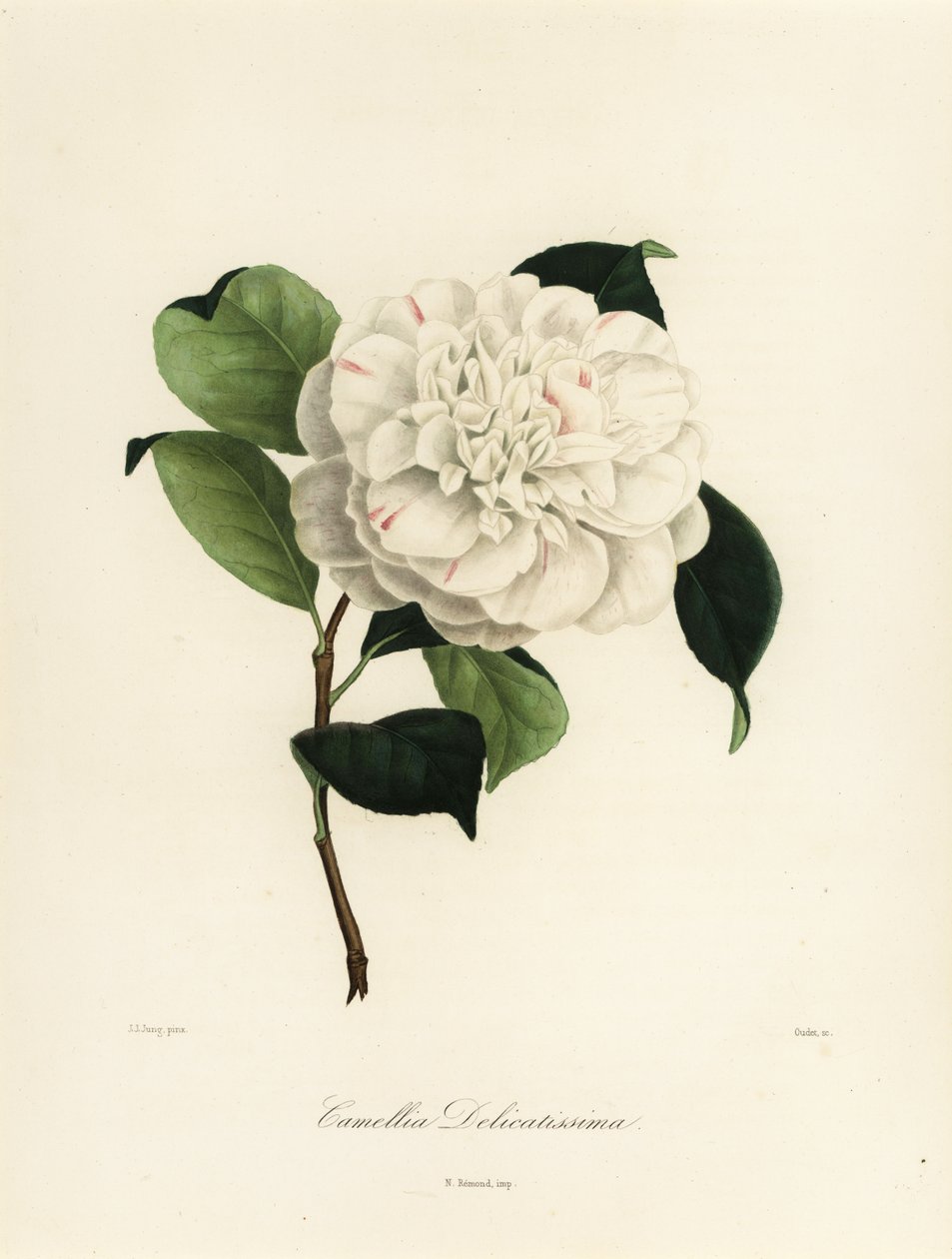 Camellia japonica variedad, Camellia delicatissima de Jakob (after) Jung