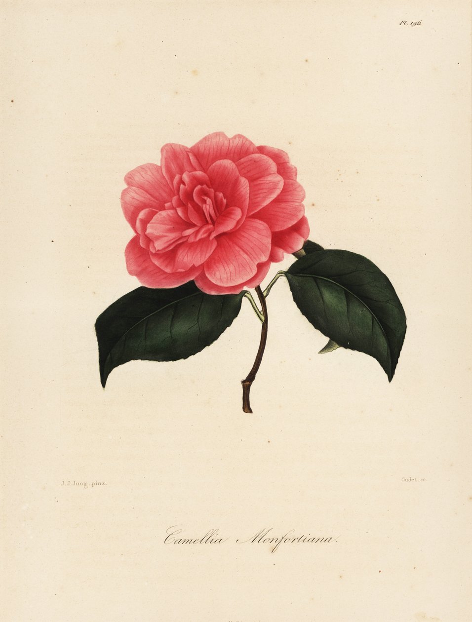 Variedad de Camellia japonica, Camellia monfortiana de Jakob (after) Jung
