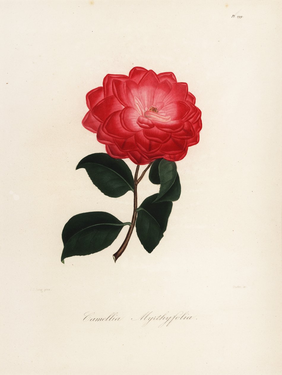 Variedad de Camellia japonica, Camellia myrthyfolia de Jakob (after) Jung